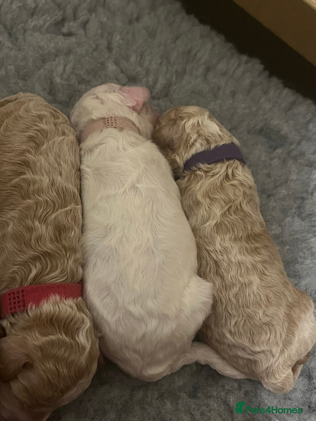 Poochon dogs for sale: Beautiful Poochon puppies for sale  - Advert 21