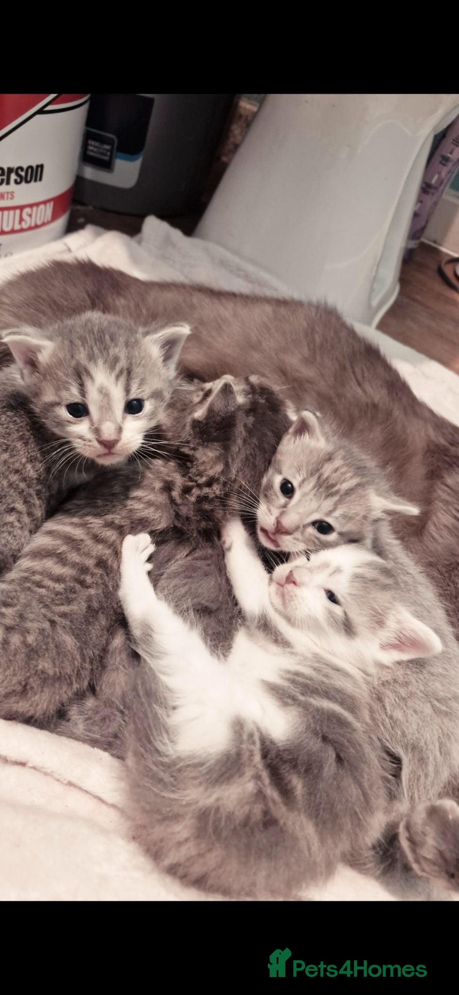 British Shorthair cats 4 beautiful kittens looking  for forever home  - Advert 1