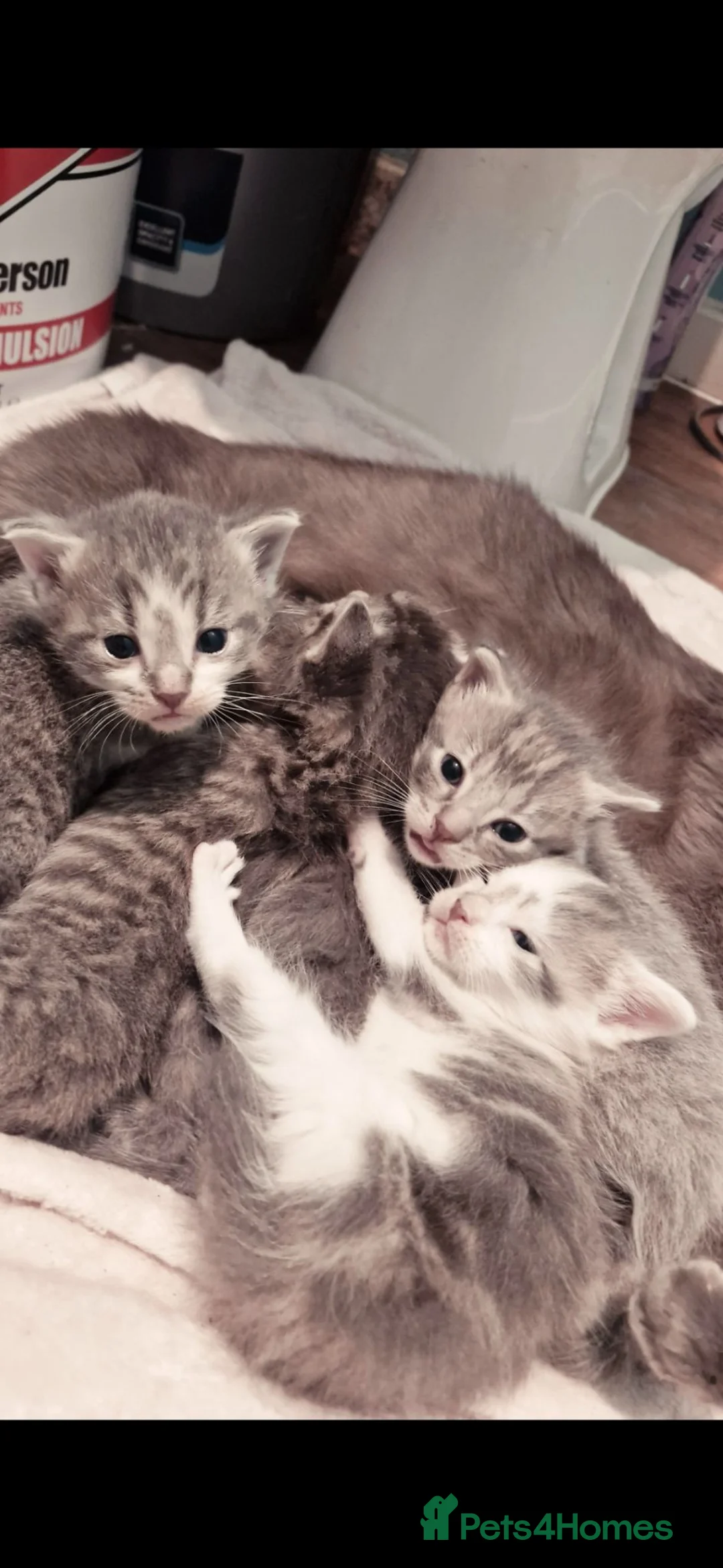 British Shorthair cats for sale: 4 beautiful kittens looking  for forever home  in Salisbury - Advert 1