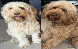 Cockapoo dogs for sale: Cockapoo F2 Puppies - Image 20
