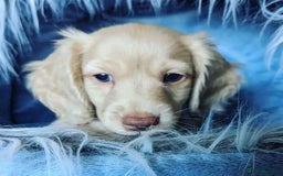 Miniature Dachshund dogs for sale: Miniature Dachshund Puppies  - Image 2
