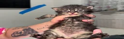 Maine Coon cats for sale: TICA REGISTERED MAINE COON KITTENS  - Advert 8
