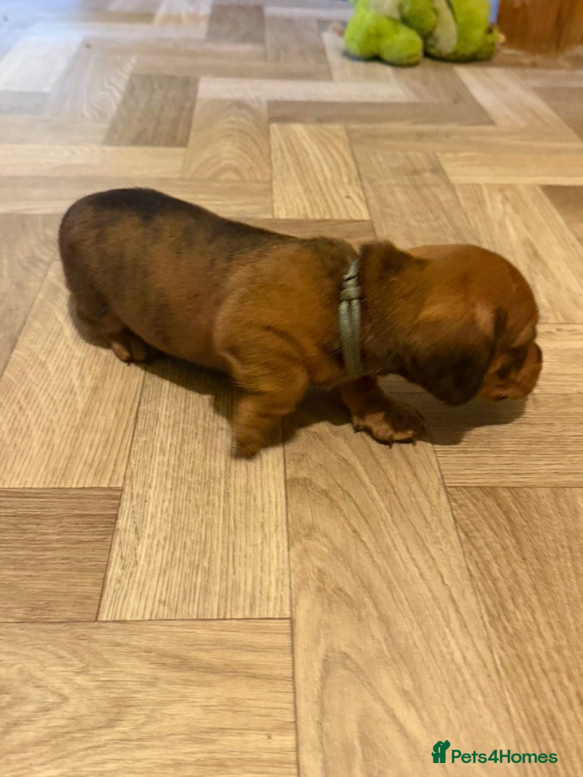 Dachshund dogs for sale: Dashound pups for sale  - Advert 8