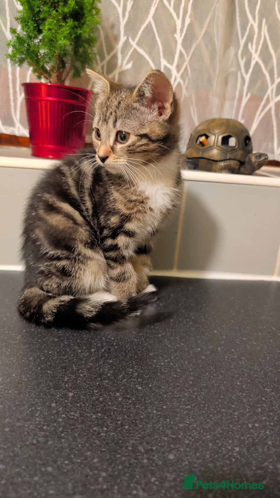 British Shorthair cats for sale: Tabby Kittens For Sale - 18th November! - Advert 6