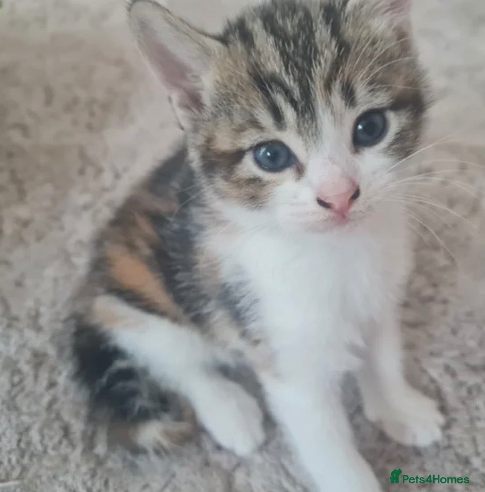 Mixed Breed cats Sweetest kitten happy to go without charge 💓 - Advert 14