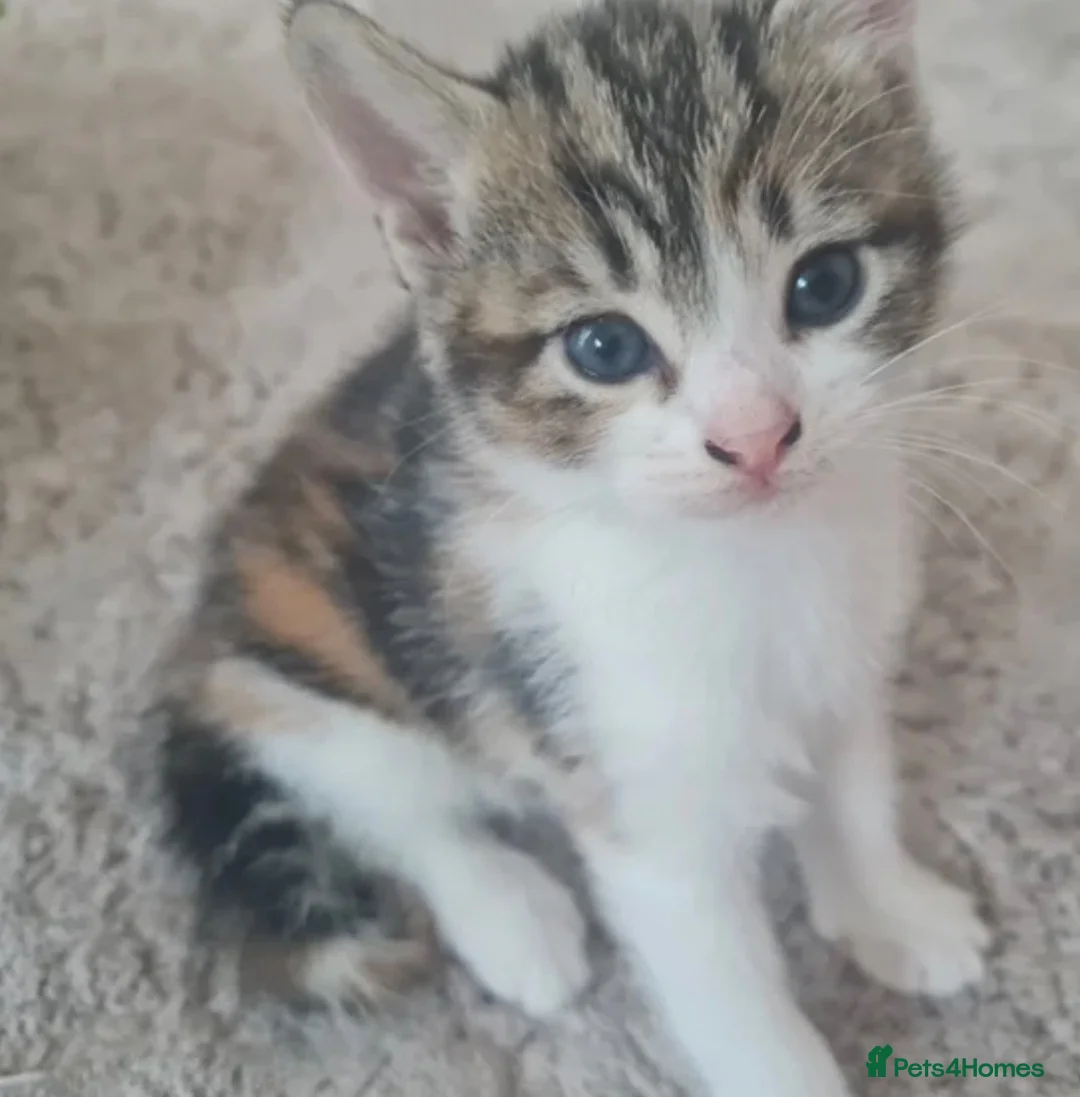 Mixed Breed cats for sale: Beautiful kitten available now - Advert 2