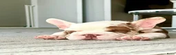 French Bulldog dogs for sale: Looking for a lap in Huntingdon - Advert 10