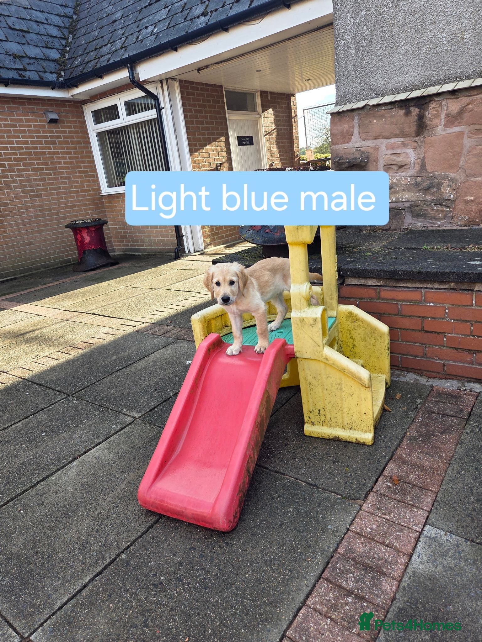 Golden Retriever dogs Beautiful natured pups fully vaccinated - Advert 2
