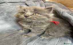 British Shorthair cats for sale: Beautiful British short haired /British long hair  - Image 12