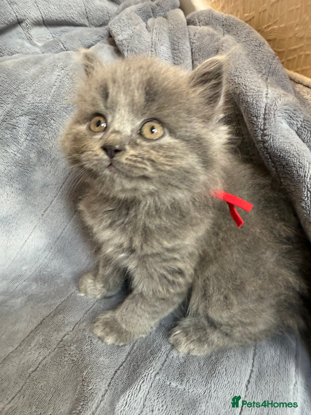 British Shorthair cats for sale: Beautiful British short haired /British long hair  - Image 12