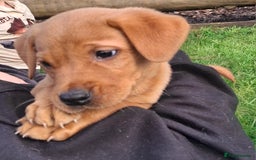Labrador Retriever dogs for sale: 5th generation pedigree labs - Image 1