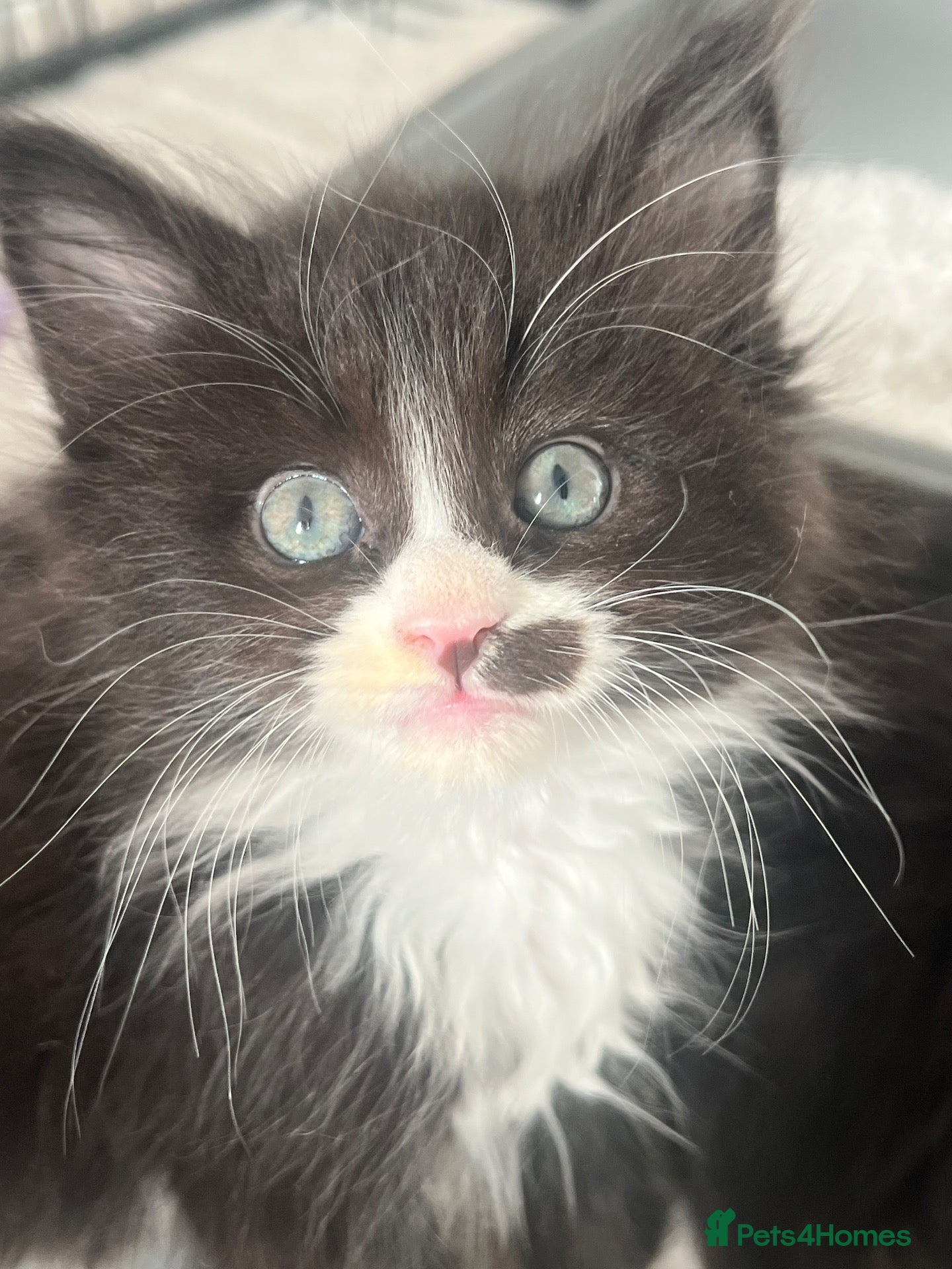 Maine Coon cats 1 female left CHEAP DUE TO HOLI dad Maincoon reg - Advert 10