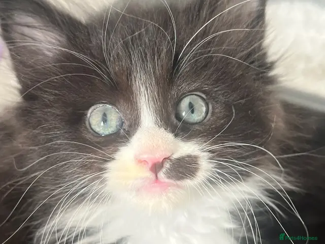 Maine Coon cats LAST female CHEAP DUE TO HOLI dad Maincoon reg - Advert 6