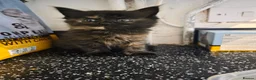 Mixed Breed cats for sale: 2 kittens ready to leave  in Nuneaton - Advert 6