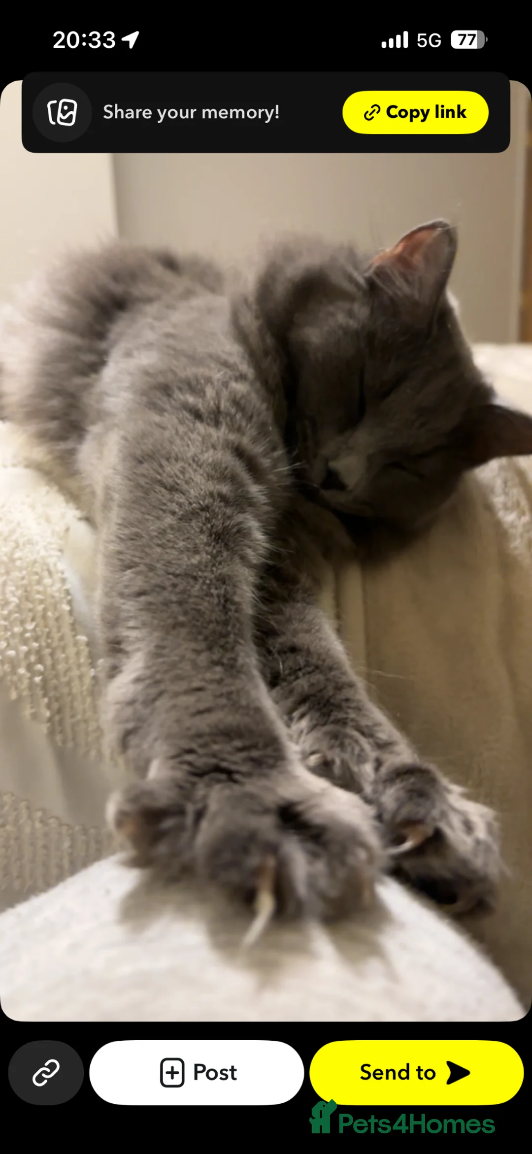 Nebelung cats for sale: KITTENS ON THE WAY in Stourbridge - Advert 6