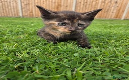 Mixed Breed cats for sale: 4 beautiful kittens for sale - Image 3