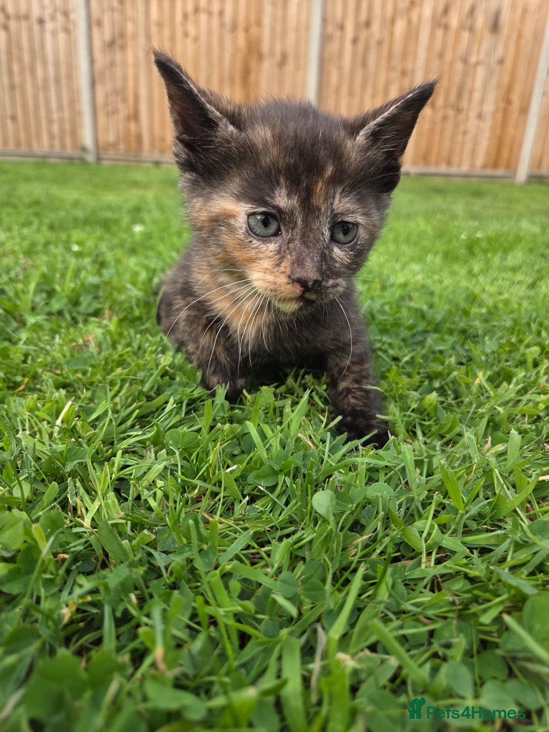 Mixed Breed cats for sale: 4 beautiful kittens for sale - Image 3