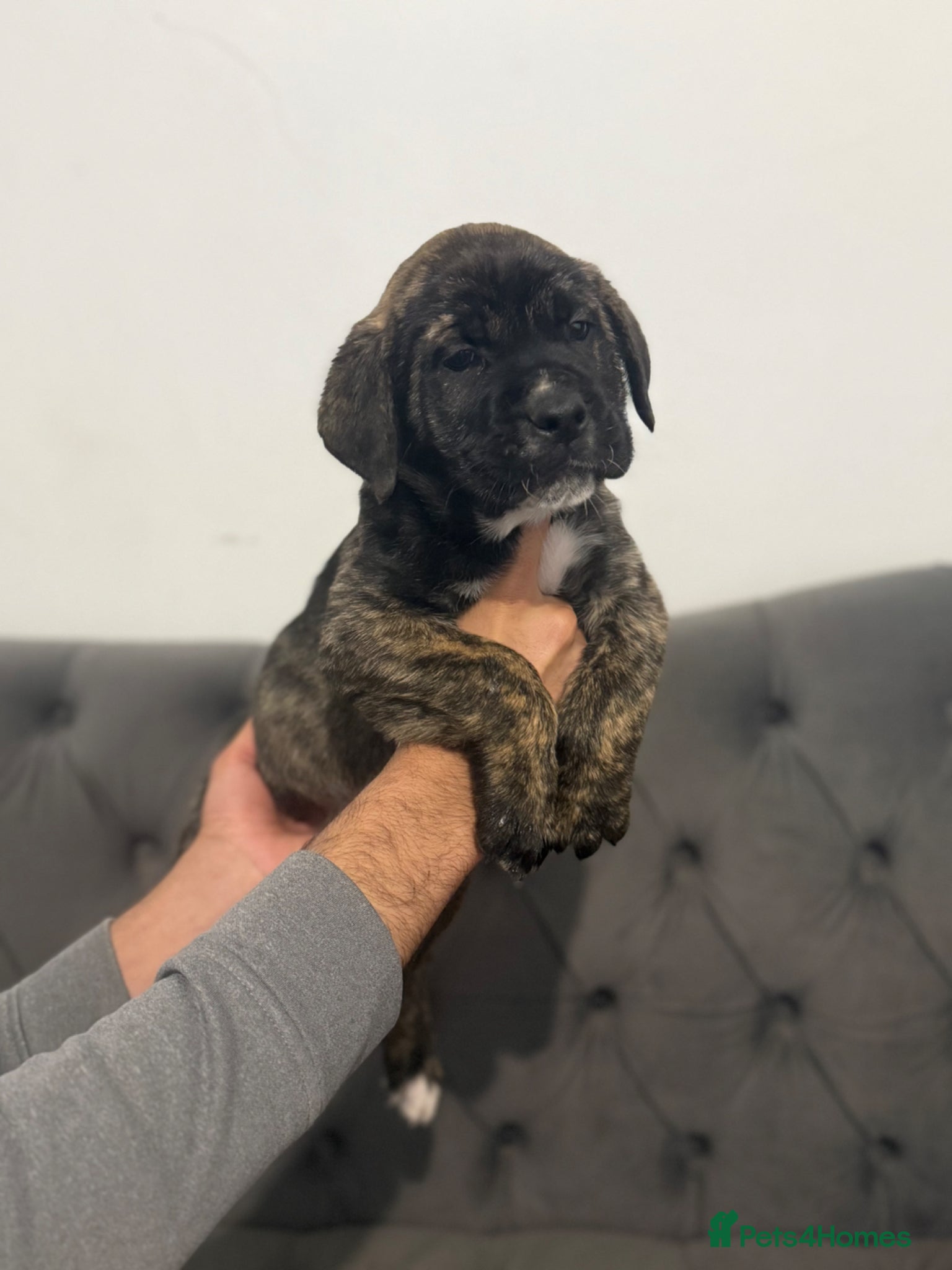 Presa Canario dogs  Quality🏆 Champion Blood presa Canario pups!! - Advert 1