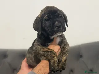 Presa Canario dogs Quality🏆 Champion Blood presa Canario pups!! - Advert 2