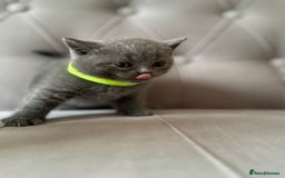 Scottish Fold cats for sale: Adorable Scottish Fold & Straight Kittens 💕🐾 - Image 24