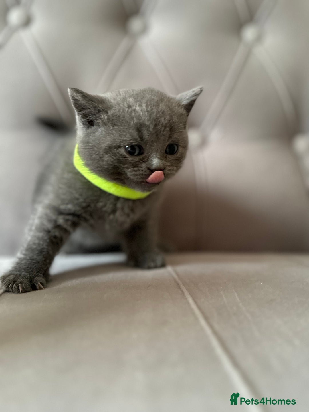 Scottish Fold cats for sale: Adorable Scottish Fold & Straight Kittens 💕🐾 - Image 24