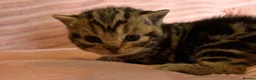 British Shorthair cats for sale: Beautiful bsh kittens  - Advert 16