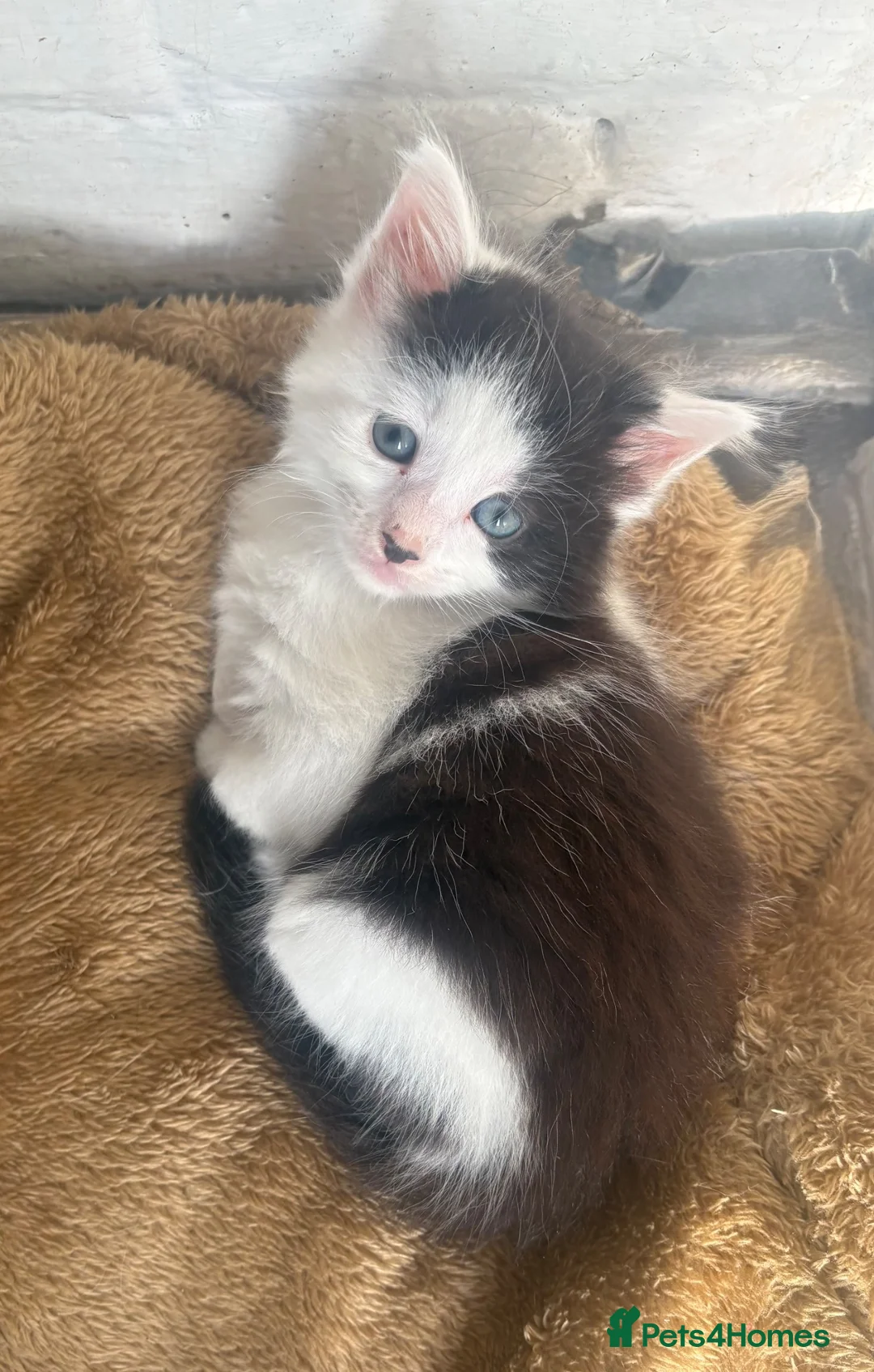 Mixed Breed cats for sale: Beautiful Ragdoll Mixed Breed Kittens - Advert 2