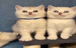 British Shorthair cats for sale: British shorthair silver/golden kittens TICA - Image 12