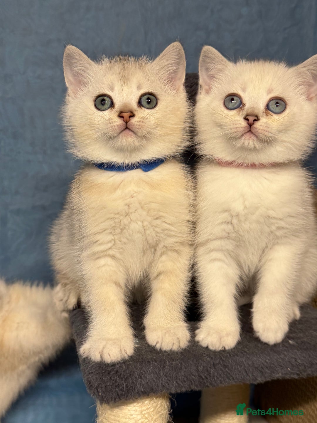 British Shorthair cats for sale: British shorthair silver/golden kittens TICA - Image 12