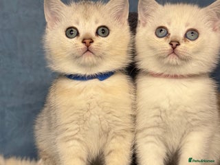 British Shorthair cats - Advert 21