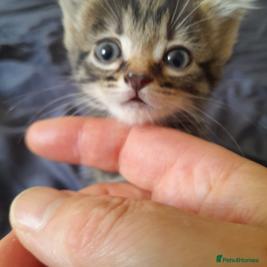 Bengal cats for sale: 6 Beautiful, Healthy Kittens - Image 10