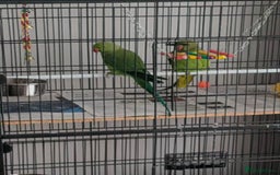 Parrots birds for sale: LOVELY PARR0TS WITH CAGE - Image 2