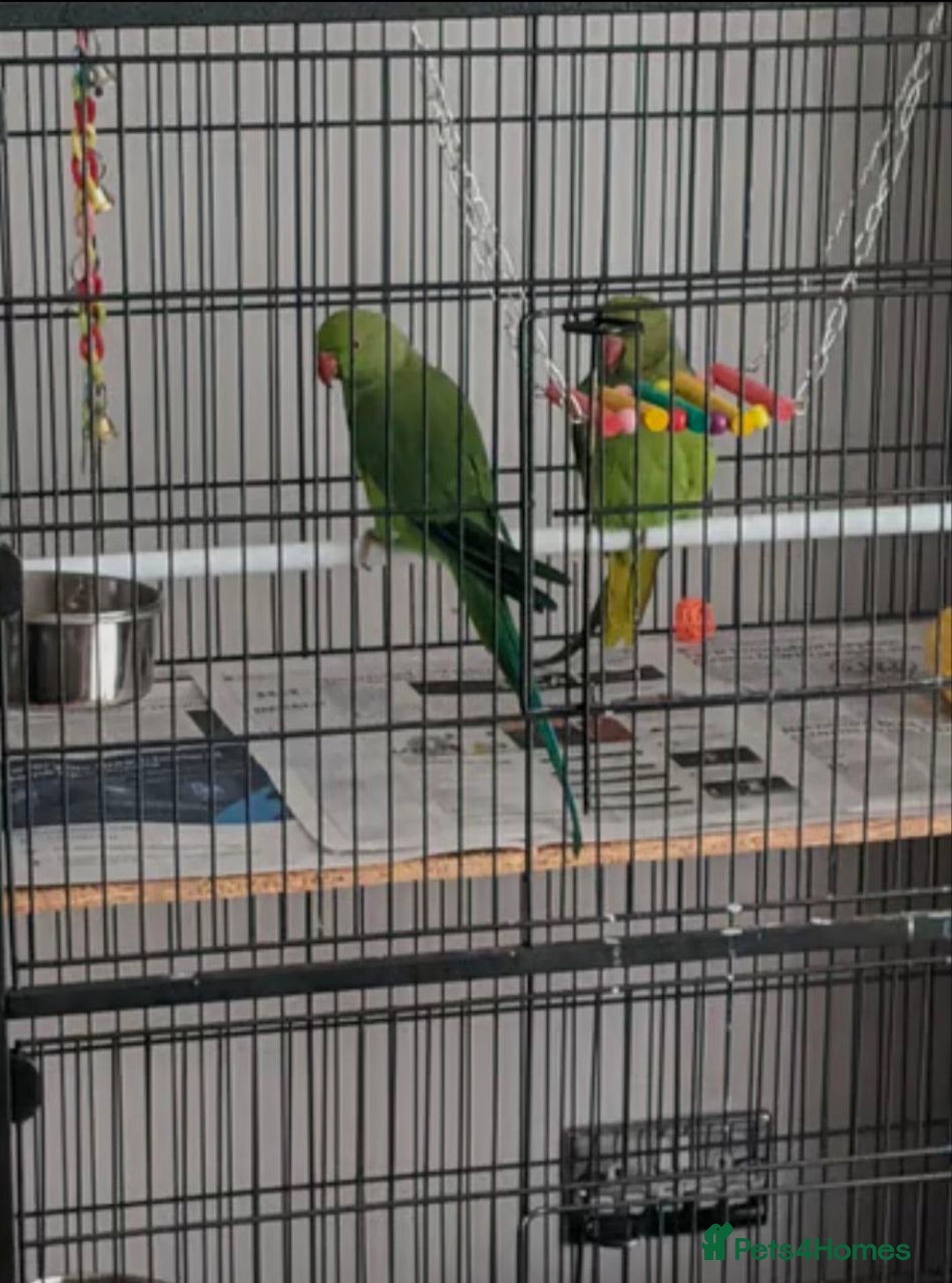Parrots birds for sale: LOVELY PARR0TS WITH CAGE - Image 2