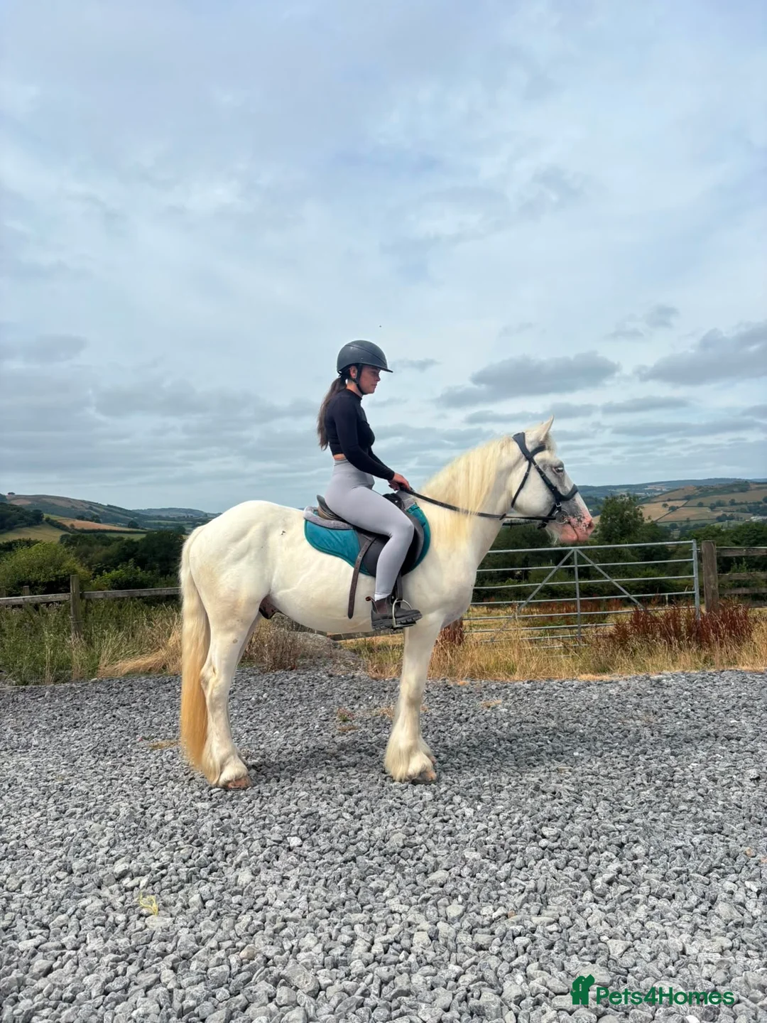 Irish Cob horses for sale: RUPERT! 15HH COB PERFECT FAMILY HORSE - Advert 5