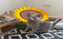 Russian Blue cats for sale: TICA pedigree Russian blue kittens 🐱  - Image 31