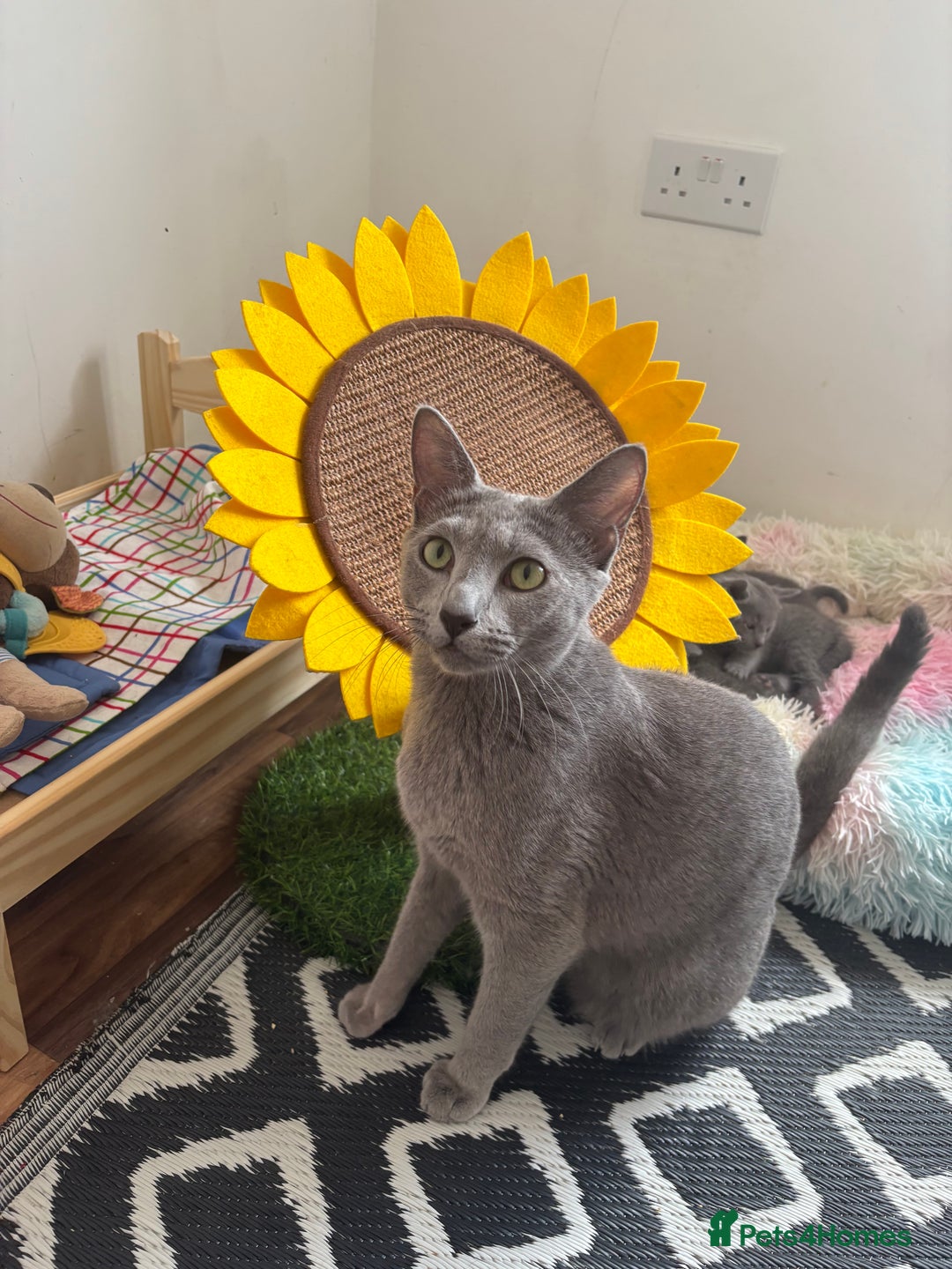 Russian Blue cats for sale: TICA pedigree Russian blue kittens 🐱  - Image 31