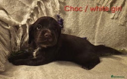 Cocker Spaniel dogs for sale: Exceptional KC Reg Working Cocker Spaniel Puppies - Image 6