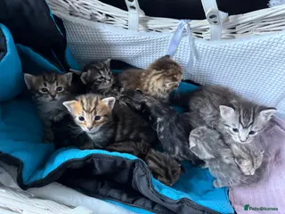 Mixed Breed cats Gorgeous Fluffy Tabby MaineCoon mixed Kitten🐱💕 - Advert 1