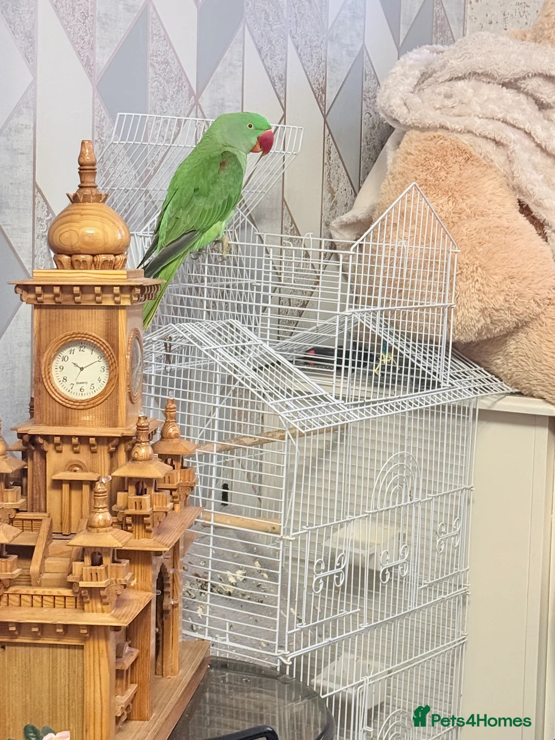 Parrots birds for sale: Alexander parrot  - Advert 1