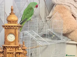 Parrots birds Alexander parrot - Advert 1