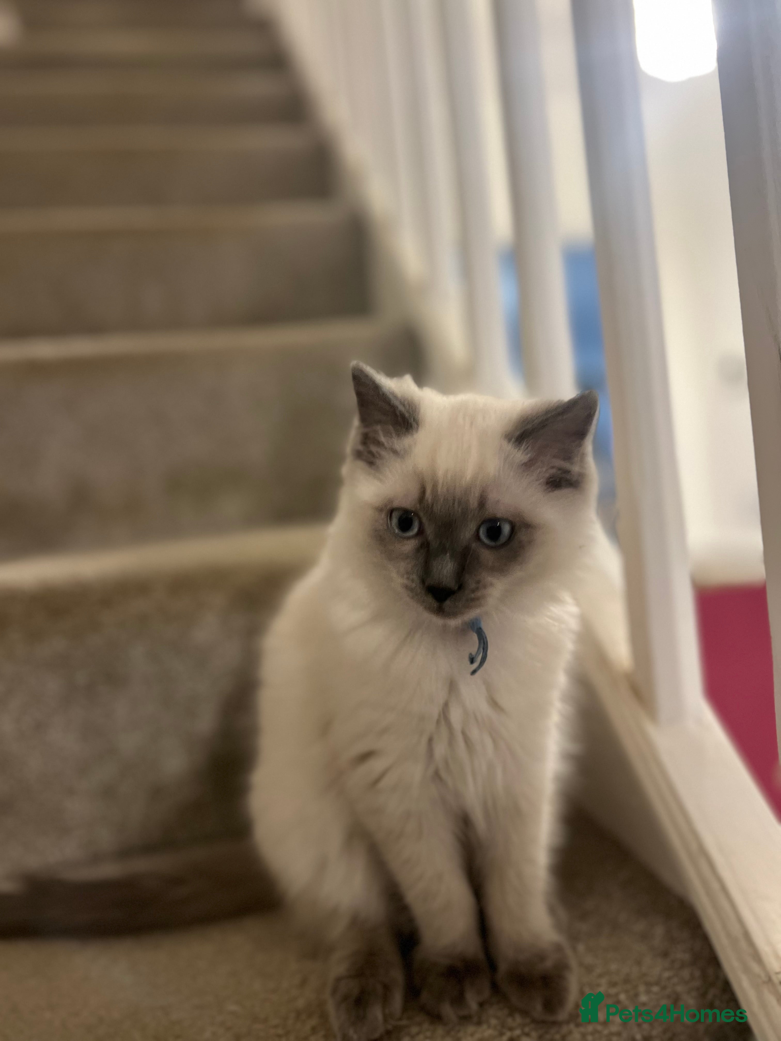 Ragdoll cats **TWO BOYS LEFT FOR NEW HOMES READY NOW** - Advert 4