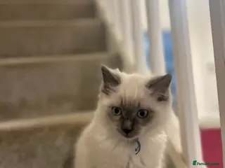 Ragdoll cats **TWO BOYS LEFT FOR NEW HOMES READY NOW** - Advert 4