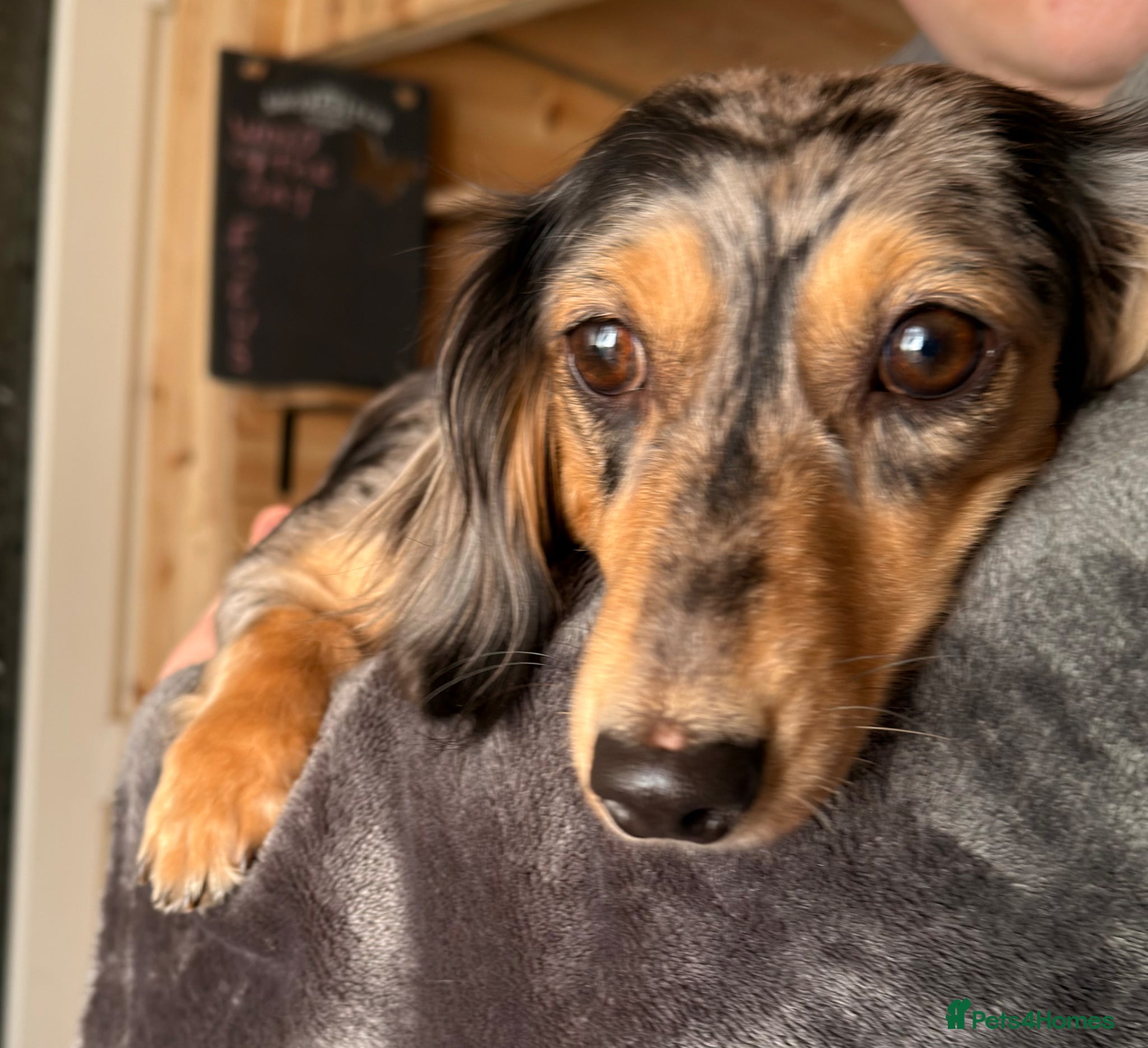 Miniature Dachshund dogs Litter of 5 stunning puppies - Advert 2