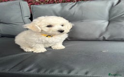 Bichon Frise dogs for sale: Bichon Frise Puppies  - Image 11