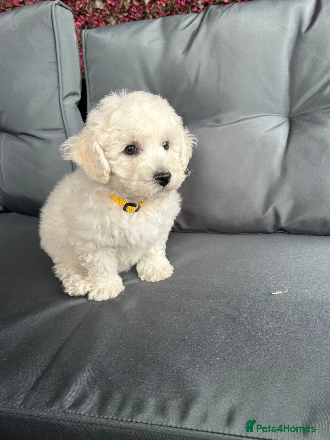 Bichon Frise dogs for sale: Bichon Frise Puppies  - Image 11