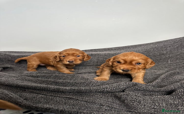 Cocker Spaniel dogs - Advert 3
