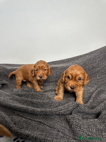 Cocker Spaniel dogs - Advert 14