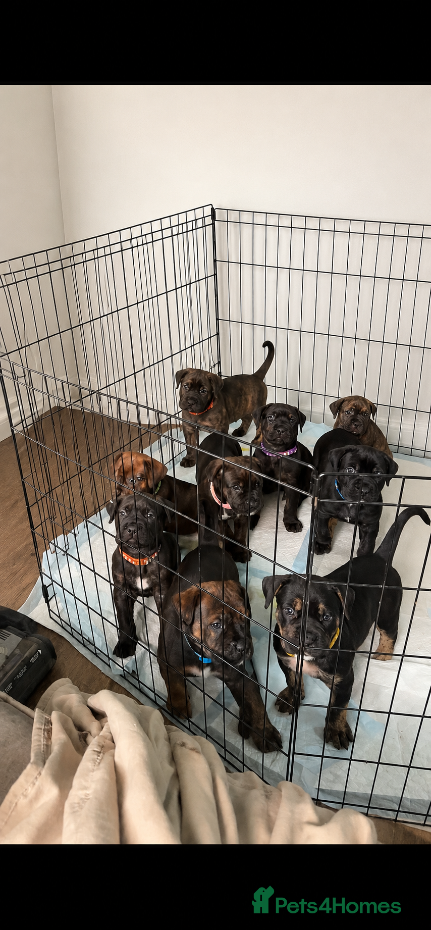 Mixed Breed dogs ❣️READY SOON❣️Cane Corso cross ❣️ - Advert 5