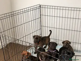 Mixed Breed dogs ❣️READY SOON❣️Cane Corso cross ❣️ - Advert 5