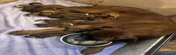 Boxer dogs for sale: Beautiful Bobtail Boxer Puppies - ready new homes in Chesterfield - Advert 8
